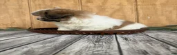 Teddy Bear dogs for sale: Lizzie - Ad 15