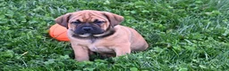 Mixed Breed dogs for sale: Bella - Ad 3