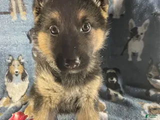 German Shepherd dogs Max - Ad 8