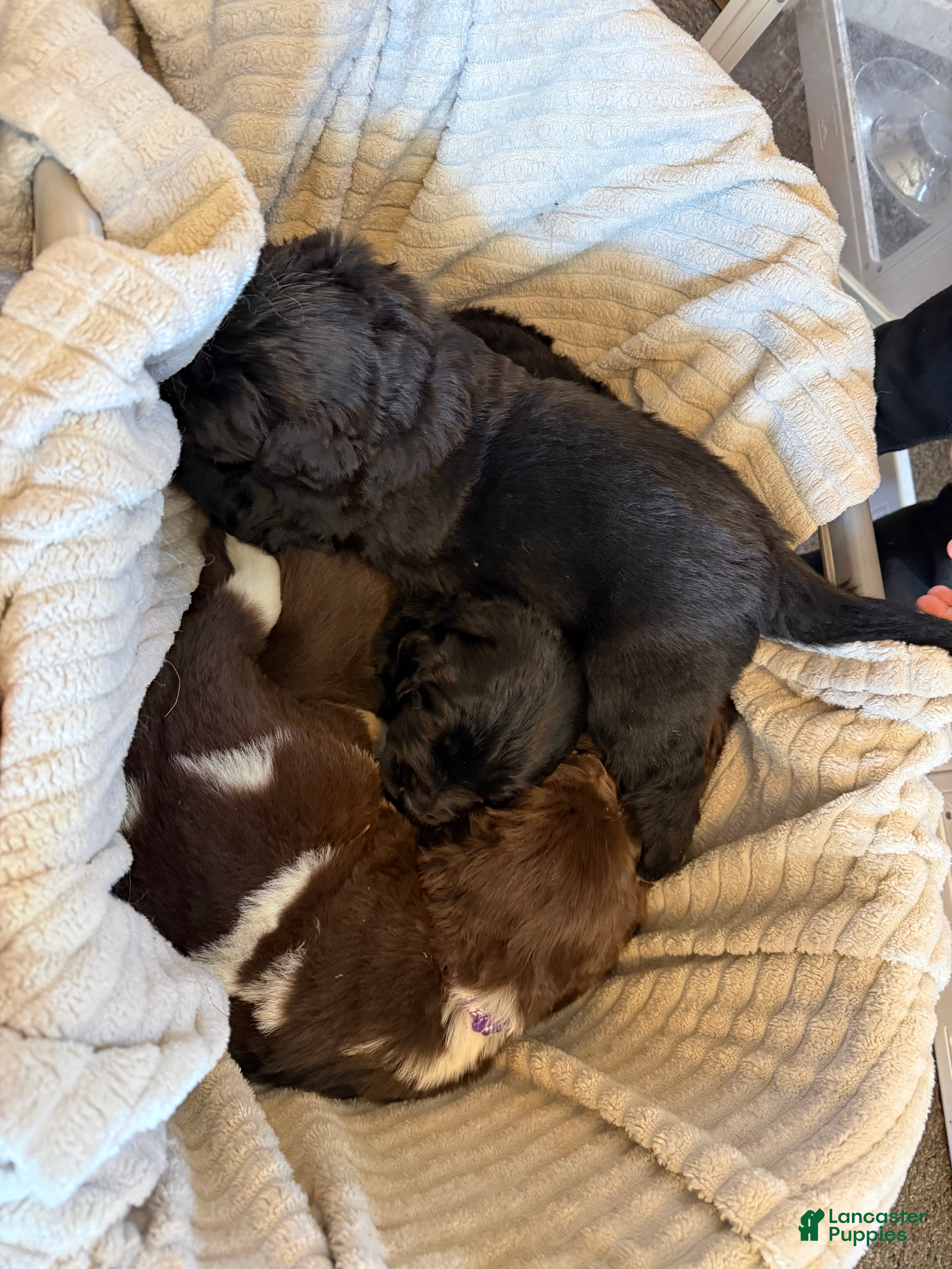 Newfoundland dogs Newfoundland Puppy 2 Hera - Ad 21