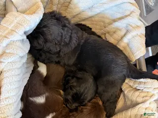 Newfoundland dogs Newfoundland Puppy 2 Hera - Ad 21