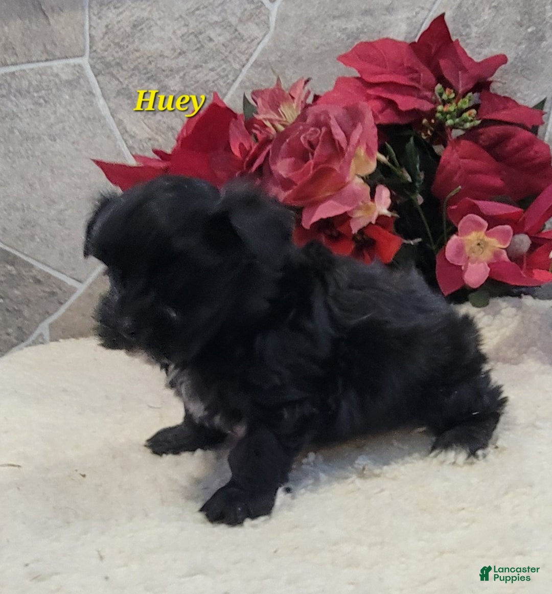 Morkie dogs for sale: Huey - Ad 2