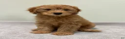 Mini Goldendoodle dogs for sale: Whiskey - Ad 2