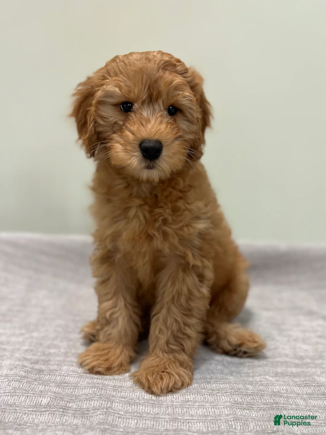 Mini Goldendoodle dogs for sale: Whiskey - Ad 2