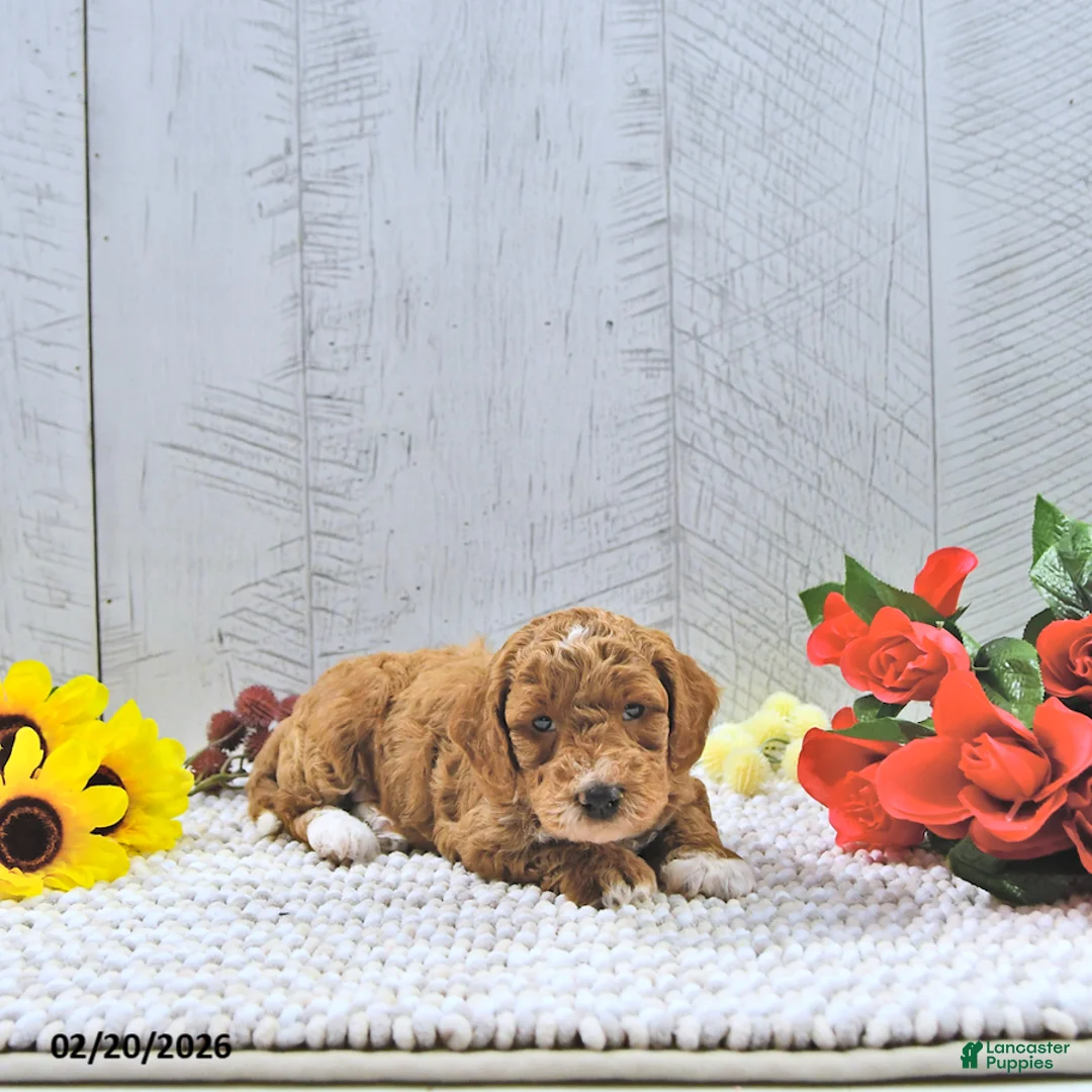 Mini Goldendoodle dogs for sale: Jamin - Ad 4