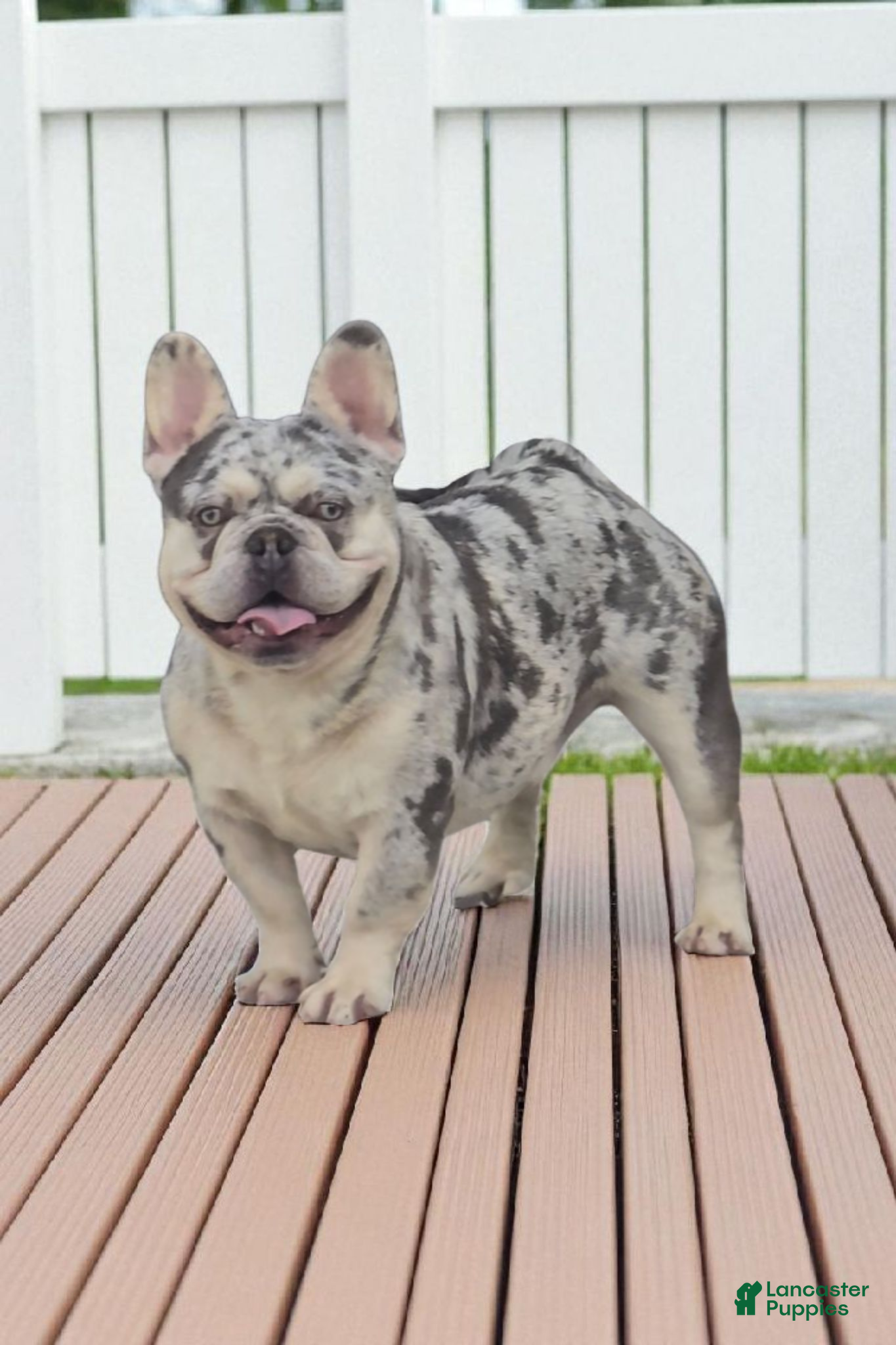 French Bulldog dogs Riot - Ad 1