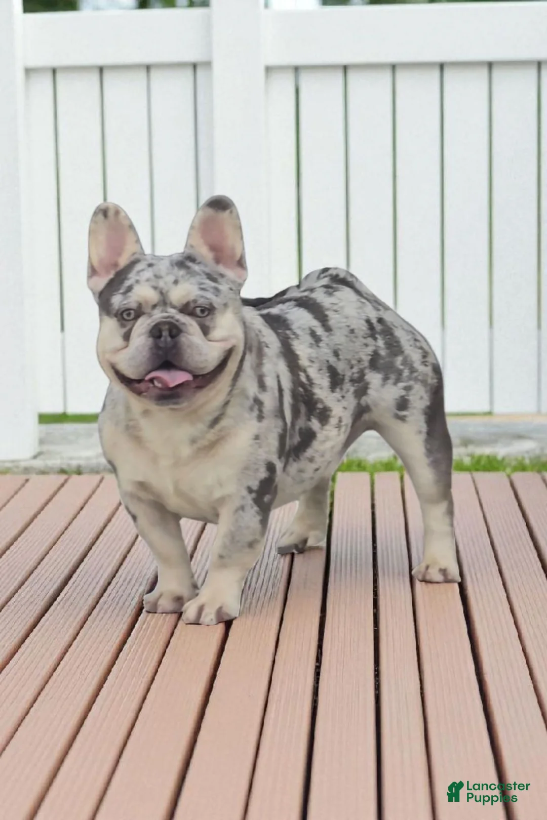 French Bulldog dogs for sale: Riot - Ad 1