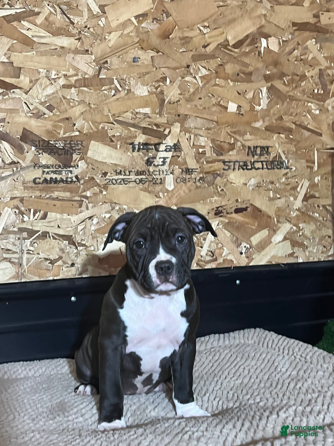American Bully dogs for sale: Luna - Ad 1