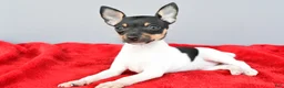 Toy Fox Terrier dogs for sale: Biscuit - Ad 7