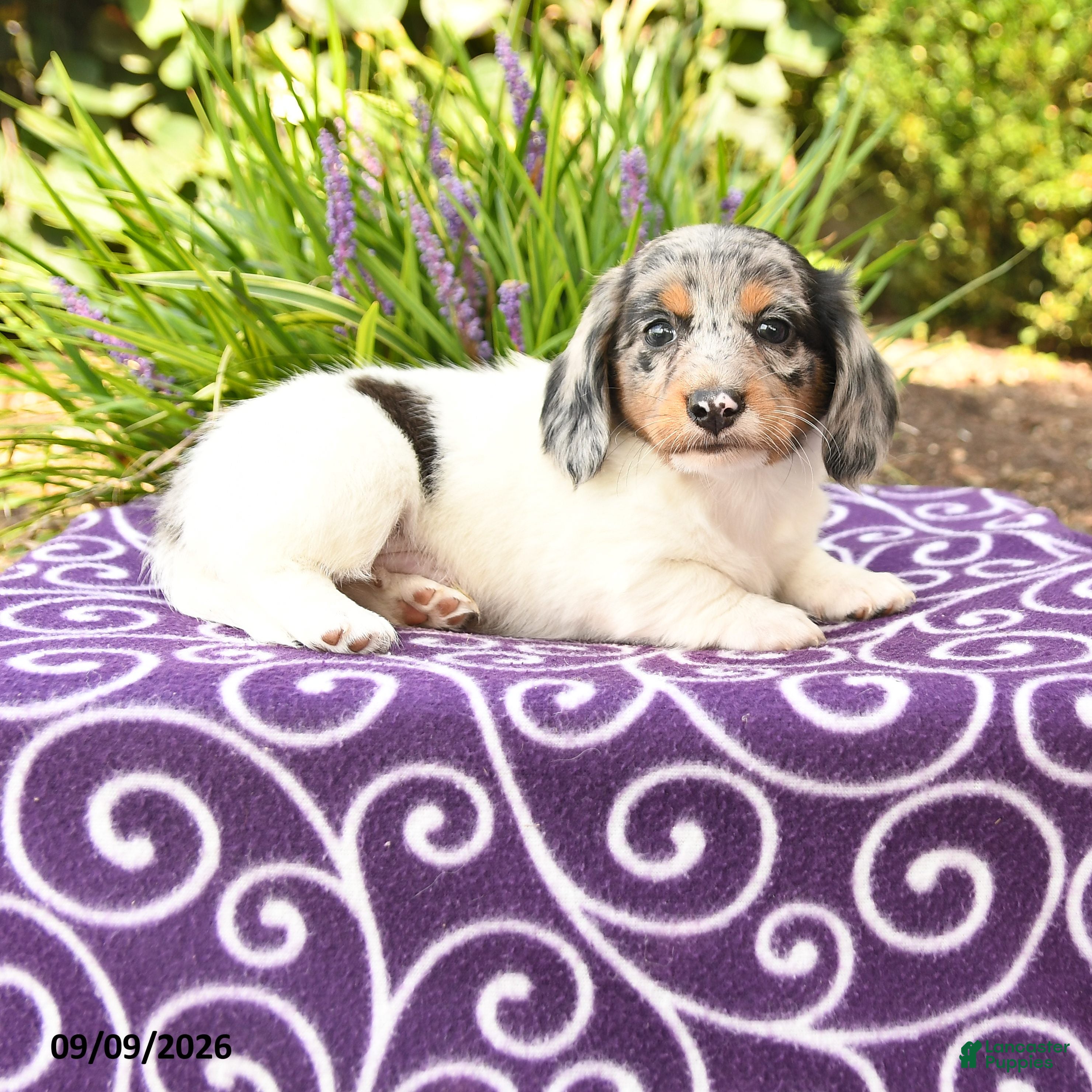 Miniature Dachshund dogs Oscar - Ad 1