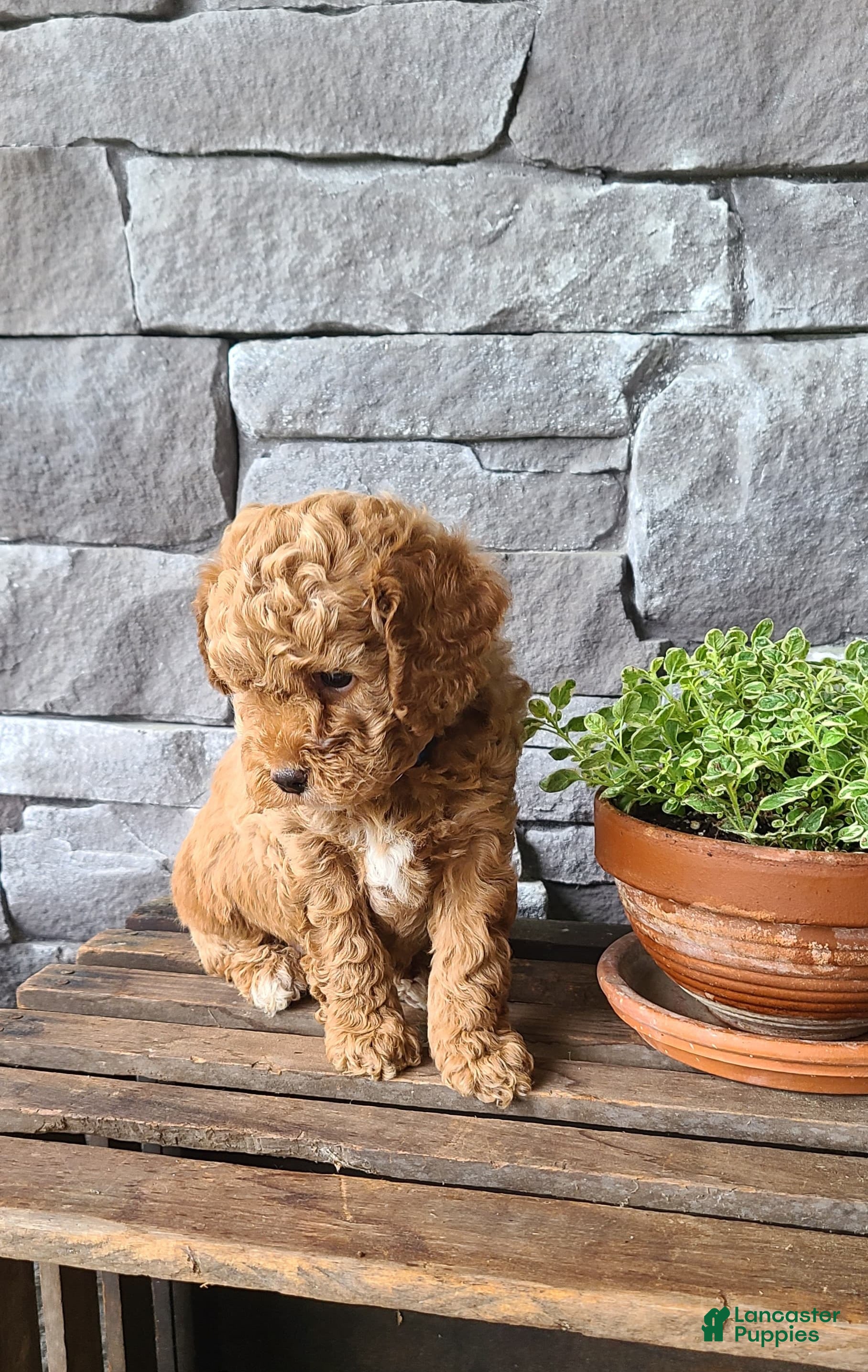 Cockapoo dogs Rex - Ad 2