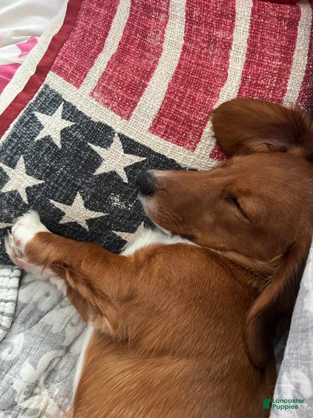 Miniature Dachshund dogs for stud: MARCO STUD - Ad 5