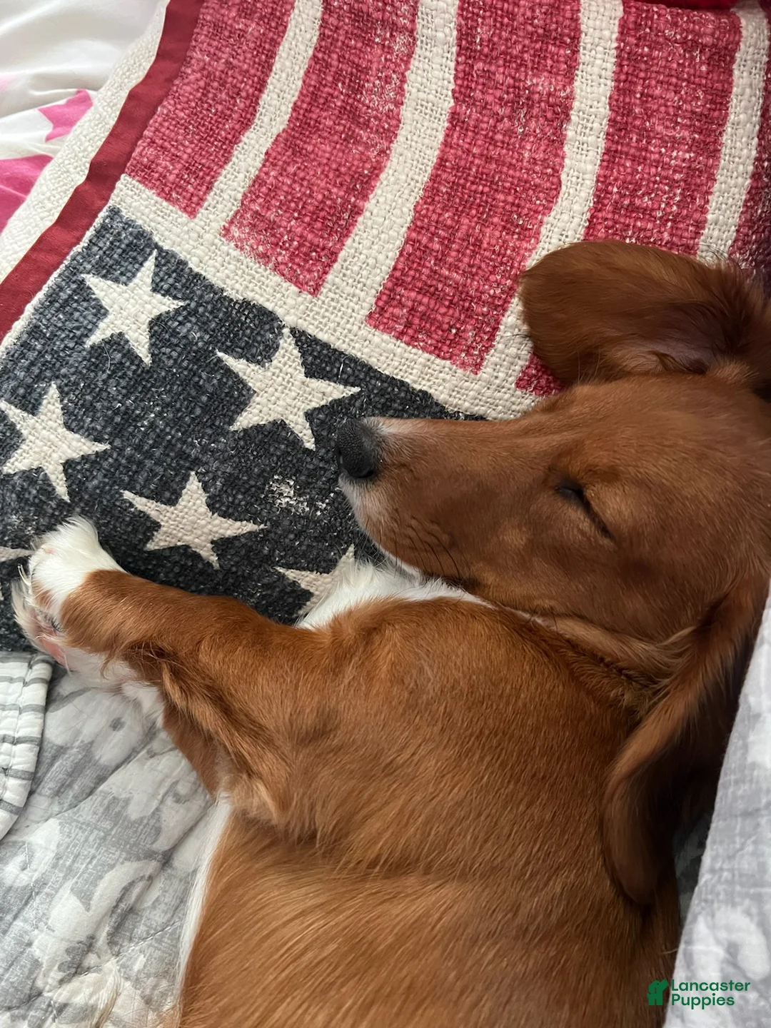 Miniature Dachshund dogs for stud: MARCO STUD - Ad 5