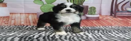 Mini Bernedoodle dogs for sale: Scout - Ad 3