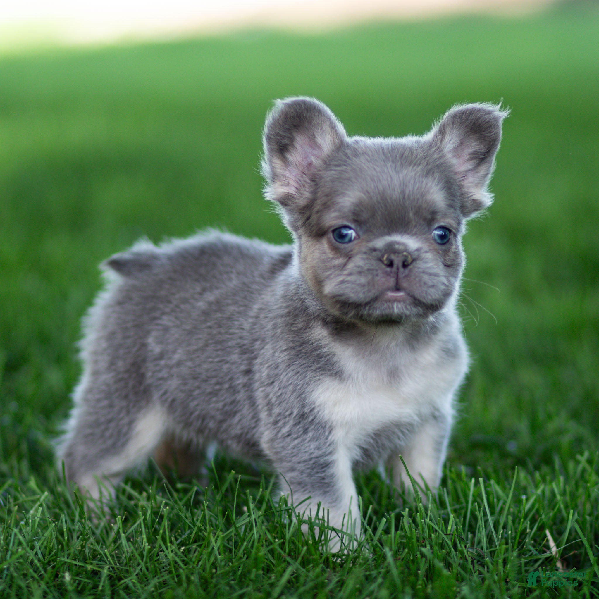 French Bulldog dogs Myron French Bulldog Puppy  - Ad 2