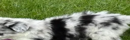 Border Collie dogs for sale: Pork Chop - Ad 2