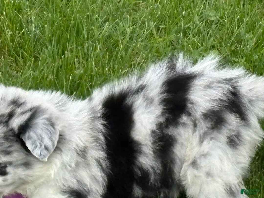 Border Collie dogs for sale: Pork Chop - Ad 2