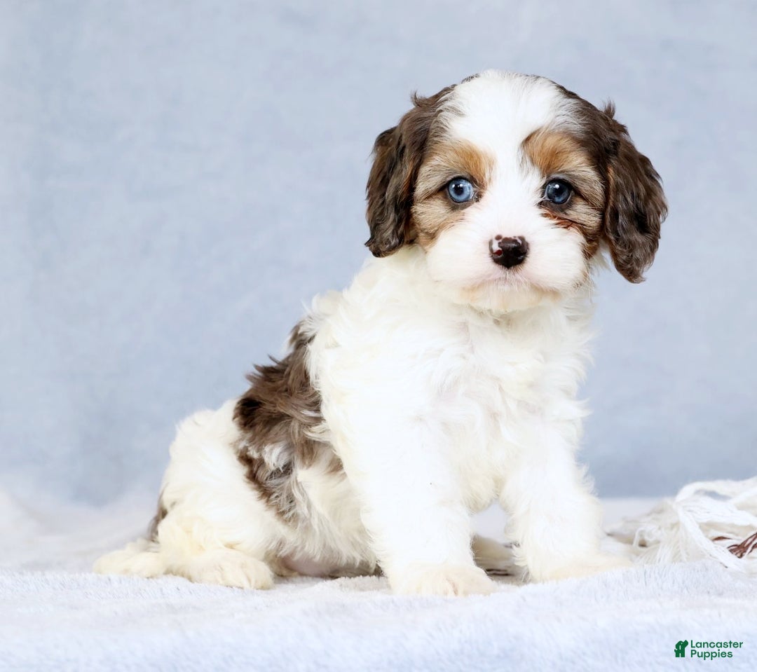 Cavapoo dogs for sale: Brittany - Ad 5