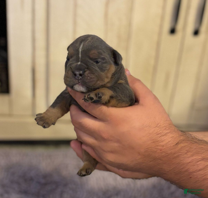 English Bulldog dogs Ralfy - Ad 7