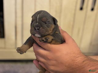 English Bulldog dogs Ralfy - Ad 1