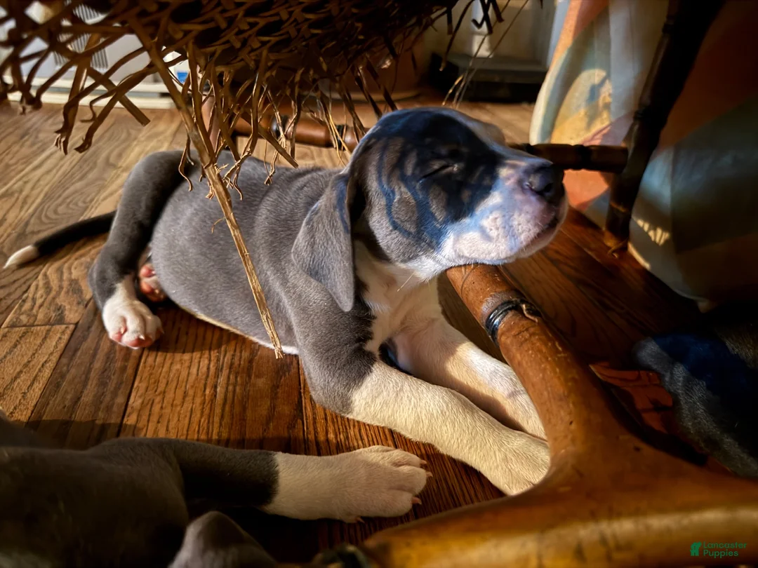Mixed Breed dogs for sale: Baby 2 - Ad 1
