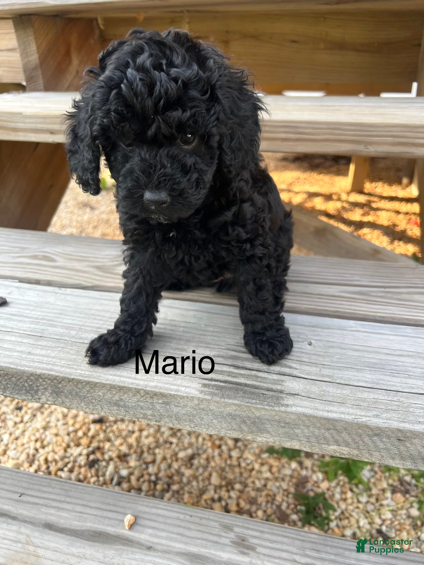 Miniature Poodle dogs Mario - Ad 2