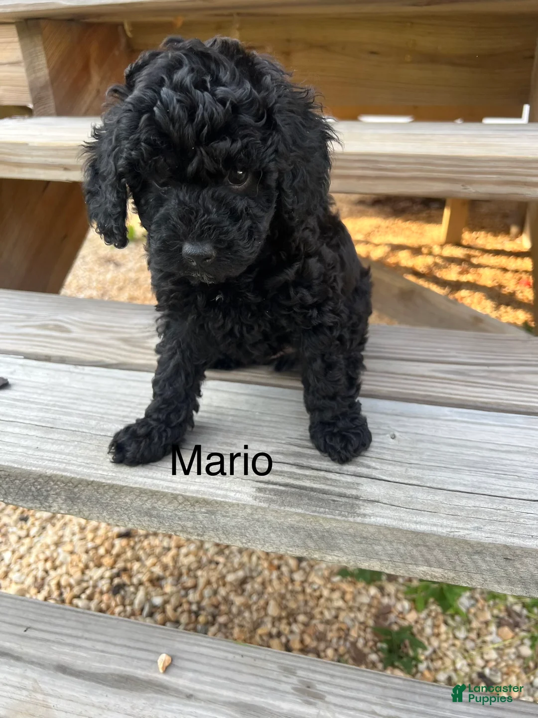 Miniature Poodle dogs for sale: Mario - Ad 2