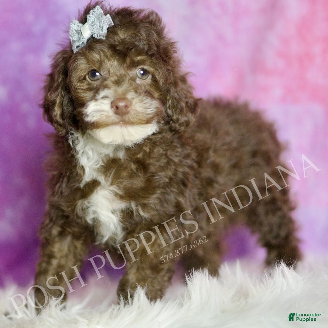 Standard Poodle dogs Punkin - Ad 38