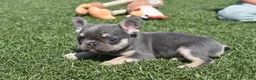 French Bulldog dogs for sale: Warrior  - Ad 7