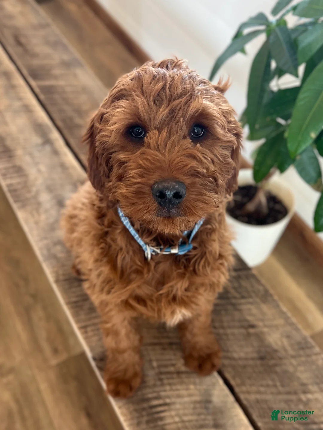 Irish Doodle dogs for sale: Copper - Ad 10