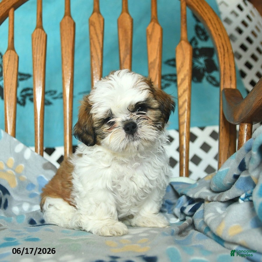 Shih Tzu dogs Ollie  - Ad 1