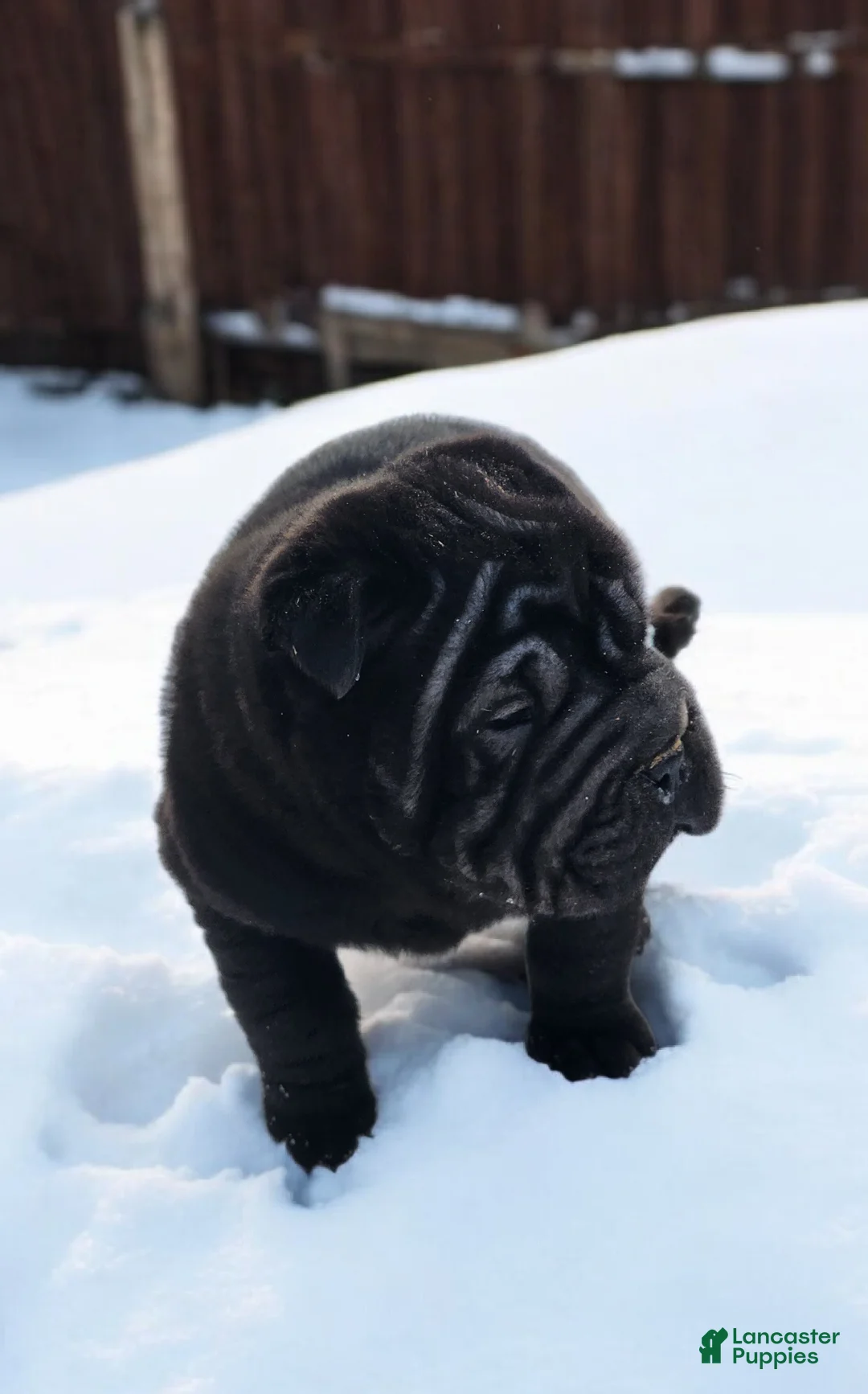 Shar Pei dogs for sale: Raven mini  - Ad 16