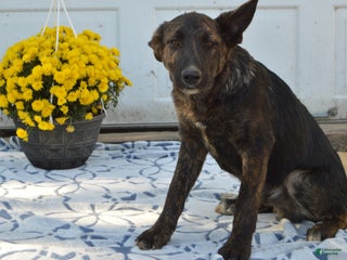 Mixed Breed dogs - Ad 19