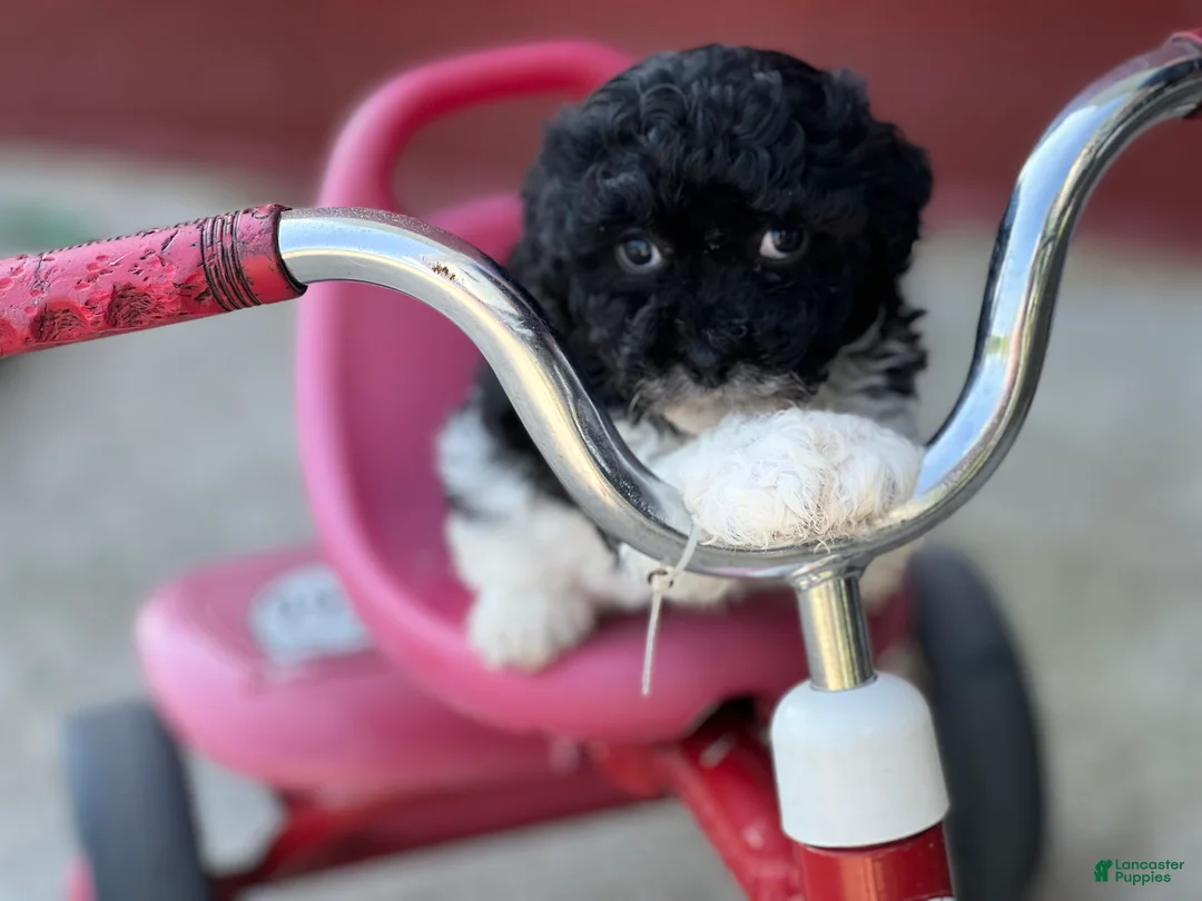 Havapoo dogs for sale: Flower - Ad 2