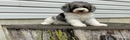 Miniature Poodle dogs for sale: Denzel Miniature Poodle  - Ad 2