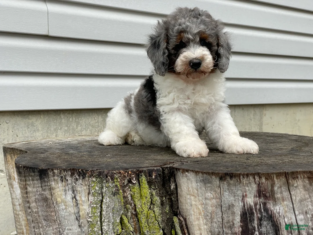 Miniature Poodle dogs for sale: Denzel Miniature Poodle  - Ad 2
