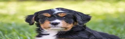 Mixed Breed dogs for sale: Sutton - Mini Bernedoodle - Ad 4
