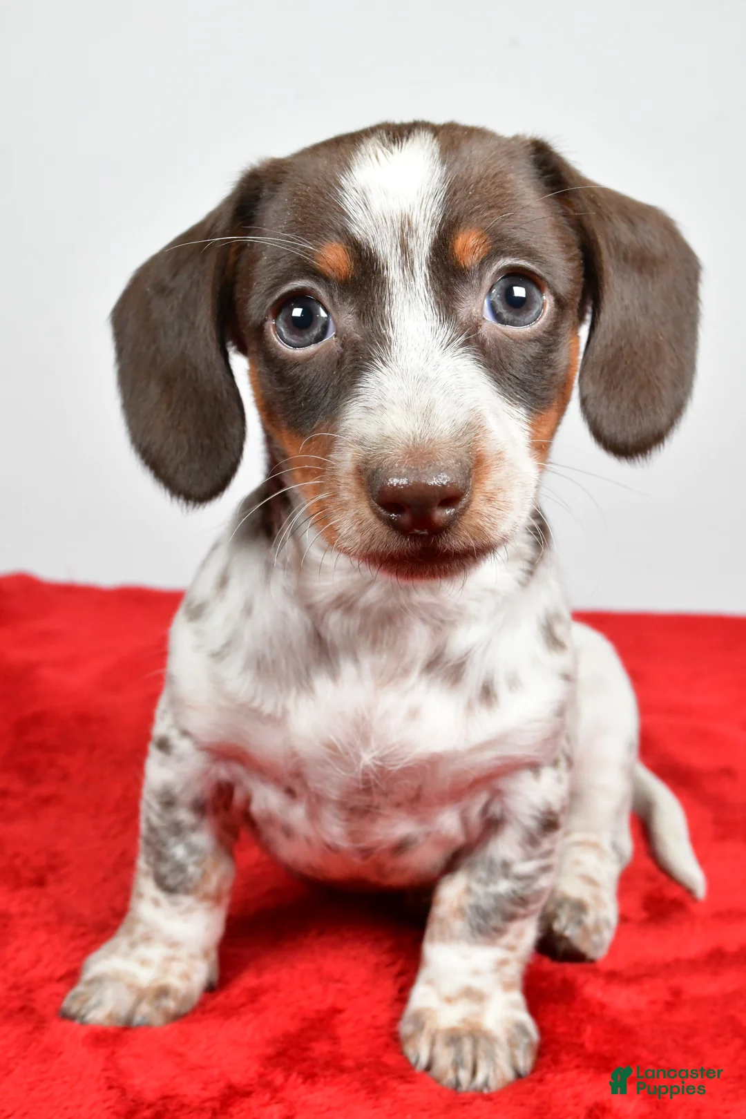 Dachshund dogs for sale: Polly - Ad 6