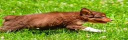 Miniature Australian Shepherd dogs for sale: Freddy - Ad 8