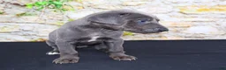 Great Dane dogs for sale: Woogie - Ad 12