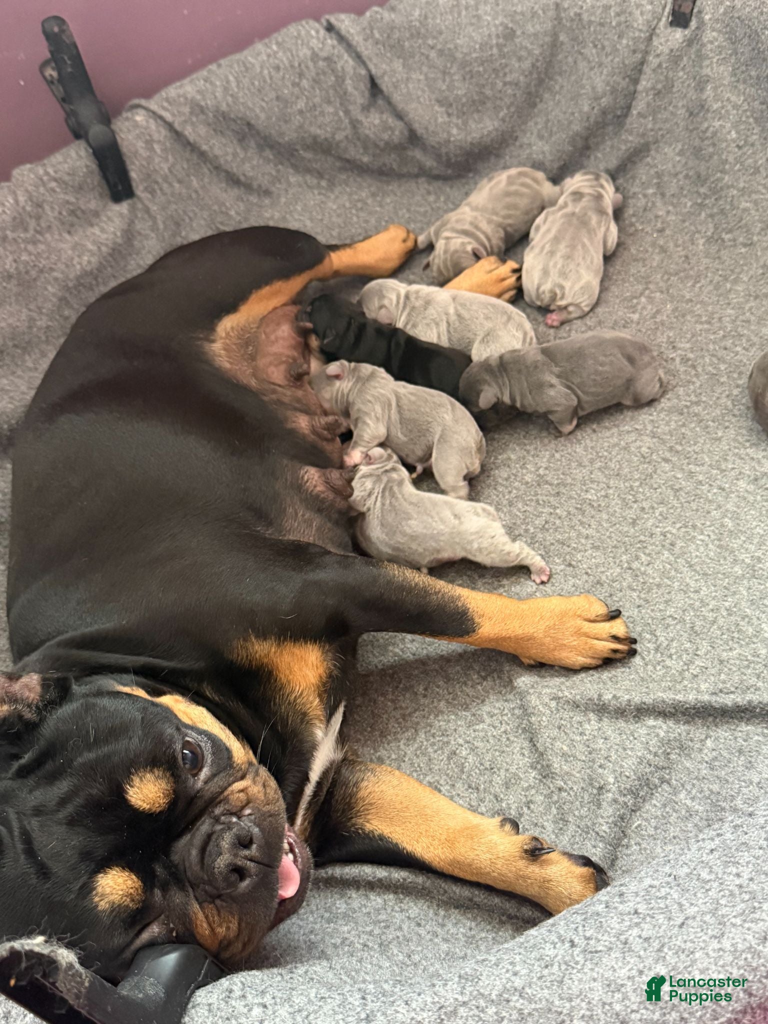 French Bulldog dogs Cinderela - Ad 2