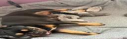 French Bulldog dogs for sale: Cinderela - Ad 2