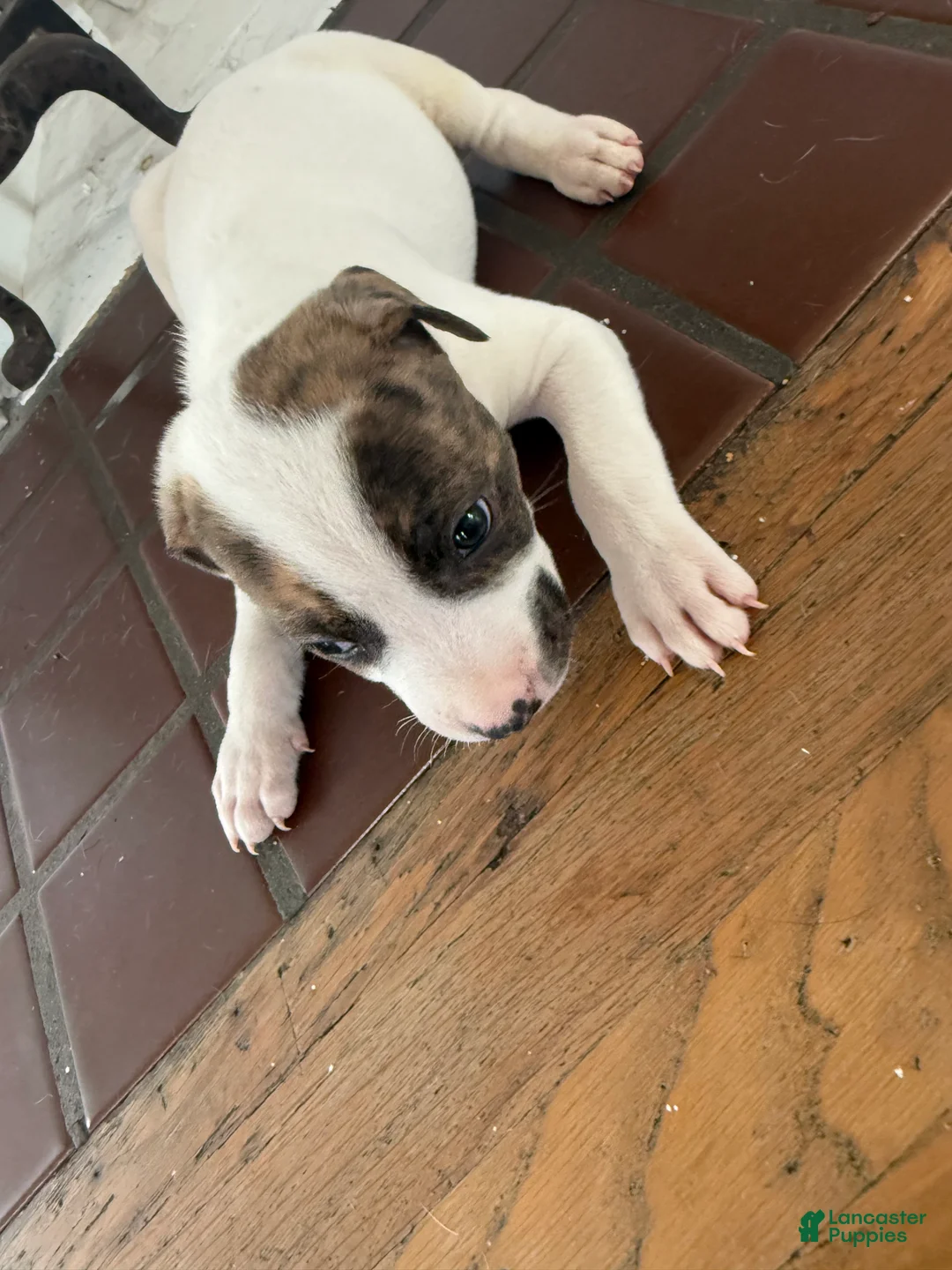 American Pit Bull Terrier dogs for sale: American Pit Bull Terrier Puppy 4 ( Lucky )  - Ad 2