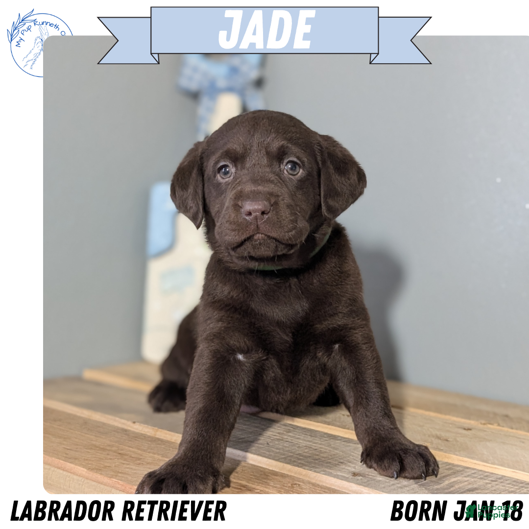 Labrador Retriever dogs Jade - Ad 1