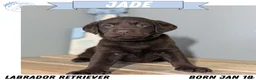 Labrador Retriever dogs for sale: Jade - Ad 1