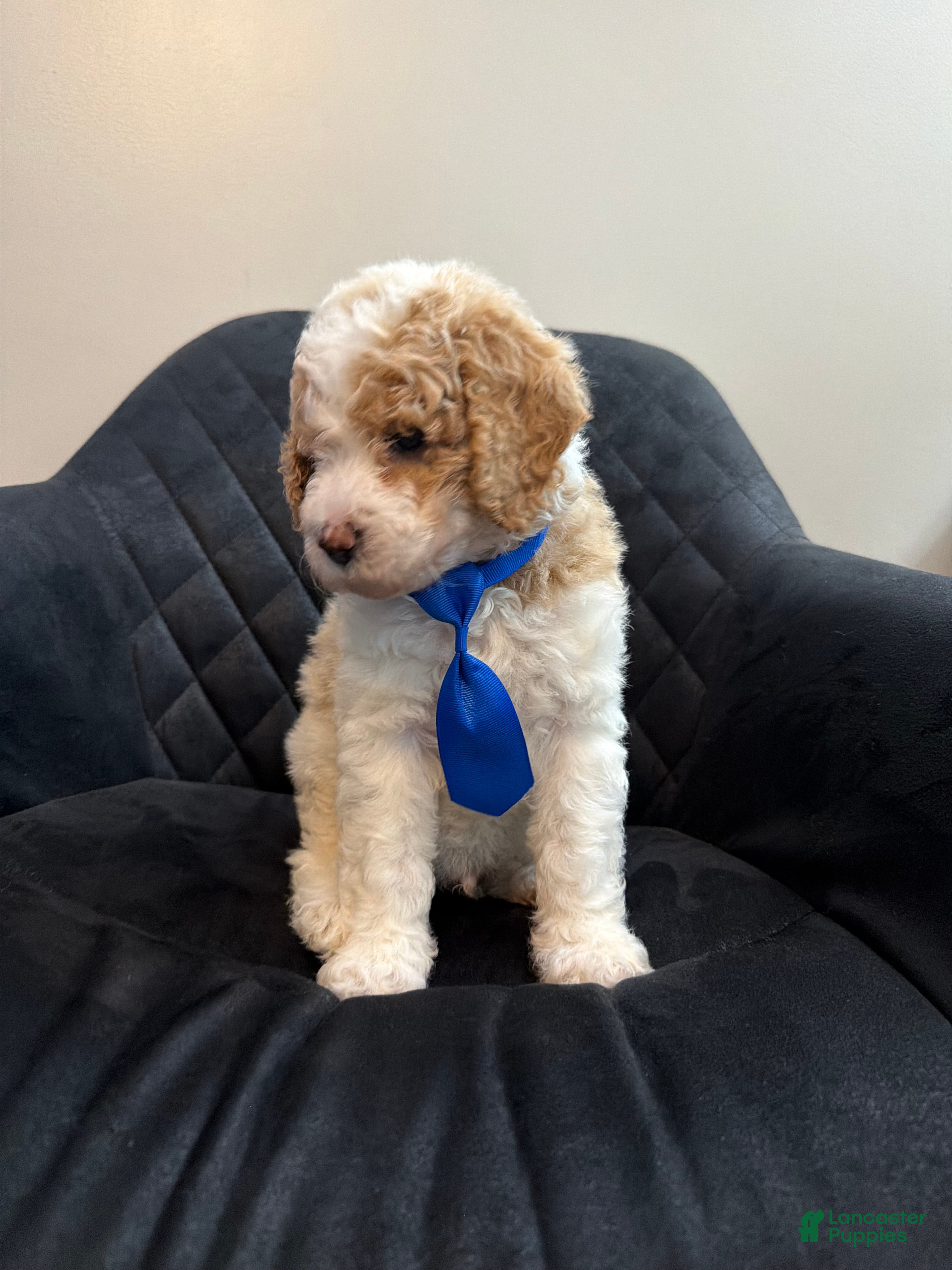Standard Poodle dogs France - Ad 1
