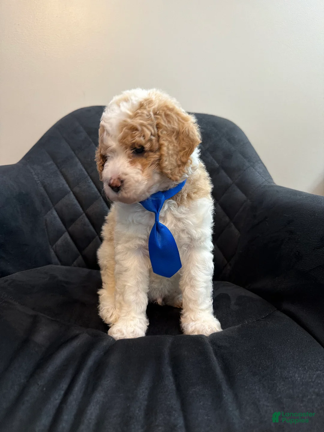 Standard Poodle dogs for sale: France - Ad 1