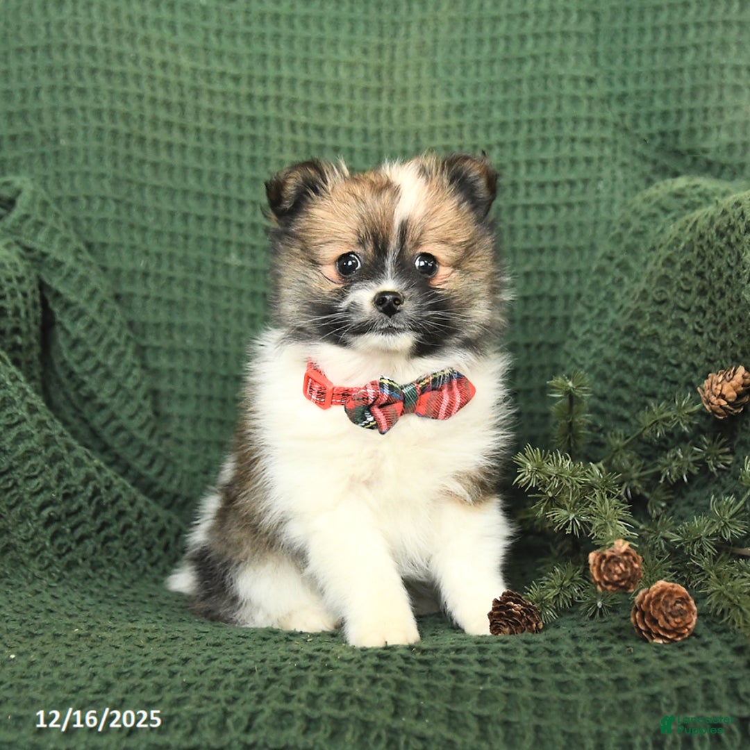 Pomeranian dogs for sale: Diane - Ad 1