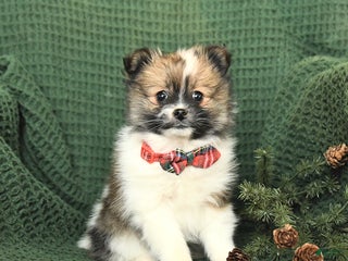 Pomeranian dogs Diane - Ad 14