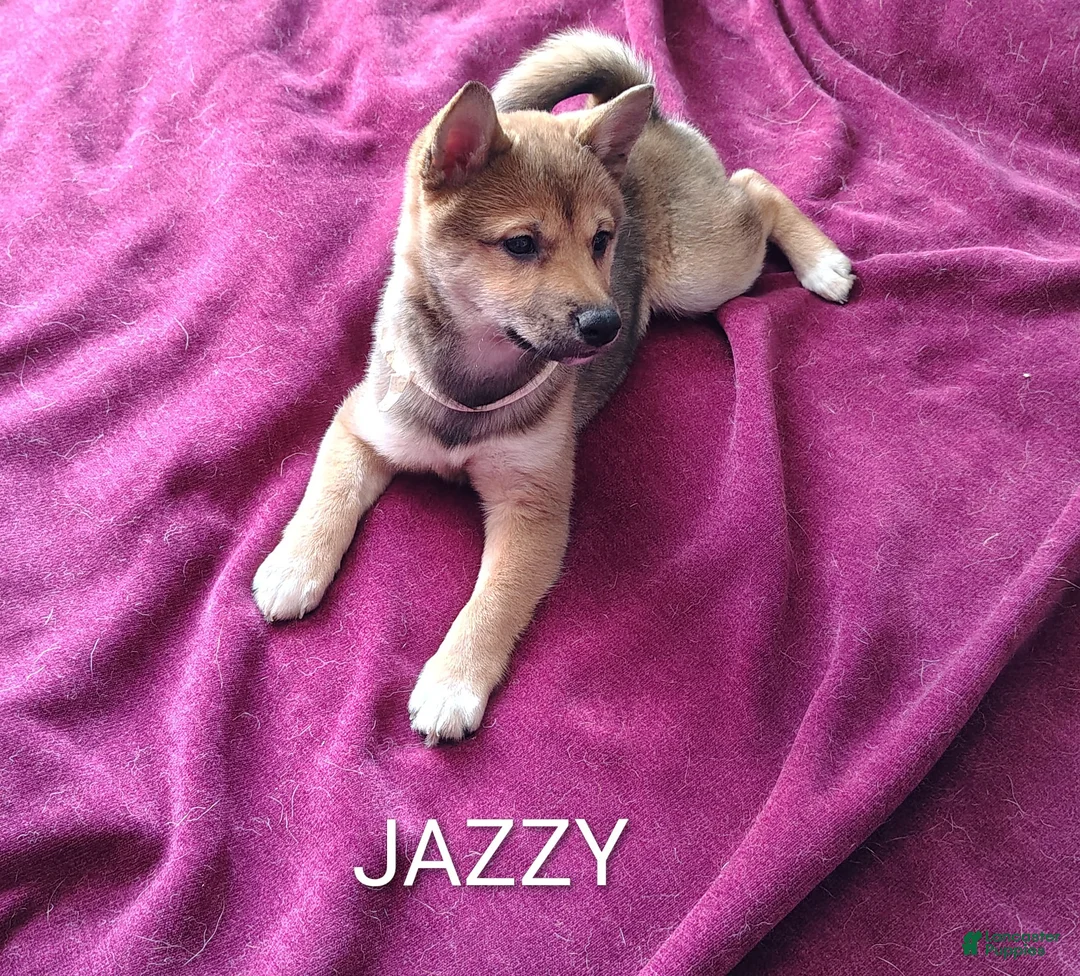 Shiba Inu dogs for sale: Shiba Inu Puppy 1 - Ad 1